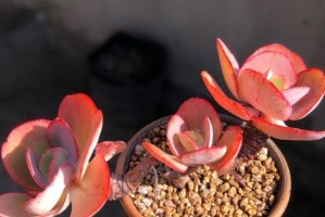 大叶秀妍老桩的养护与造型（让古树重焕生机，打造独特庭院风格）