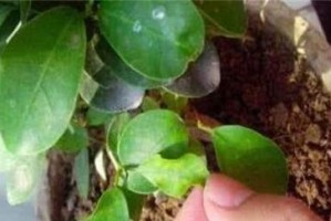 人参榕浇水指南（正确的浇水时间和方法让人参榕健康茁壮）