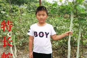 蛇豆种子的最佳种植时间（了解蛇豆种子的生长习性和适宜种植条件）