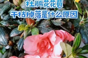 杜鹃干枝处理大全（干枝枯叶原因与治疗，让杜鹃重获生机）