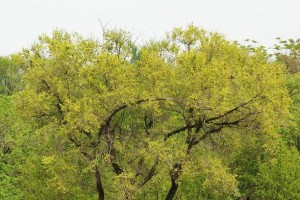 榔榆开花的美丽与神秘（探秘榔榆开花的形态、特性和生态价值）