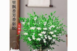选择适合九里香生长的盆栽