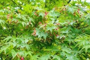 红枫喜水，优雅之源（红枫的生态习性及种植要点）