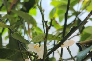 金桔的花期和结果时间（春季开花夏季结果，）