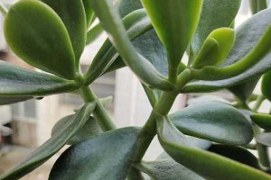 探秘燕子掌如何变得更红？（揭开燕子掌红化的奥秘，让您的植物焕发鲜艳光彩！）