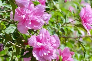 探寻木槿花的花语（传递着什么信息？）