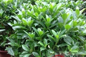 非洲茉莉的修剪技巧（最佳时间和步骤/）