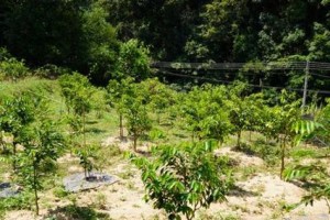 沉香树的神奇功效（探秘沉香树的药用价值）
