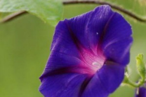 喇叭花的开花时间（探究喇叭花开花的季节和特点）
