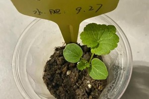 蜀葵的盆栽养护技巧（打造阳台花海，盆栽蜀葵，让家充满生机）