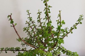 如何养护花金枝玉叶（详细介绍花金枝玉叶的养殖方法）