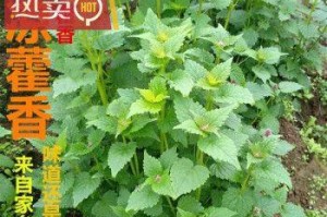 九层塔种子的发芽时间与方法（解析九层塔种子发芽的时间、要点和步骤）