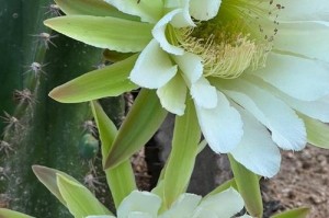 如何让仙人掌开花更多——探秘仙人掌繁花之道（培育技巧、环境调节与花期管理）