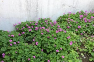 三叶草老桩养殖的方法与养护（以科学种植方式提高产量和质量）