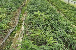 黄精种植密度与产量的关系（一亩种植多少株黄精？黄精种植行距和株距如何调整？）