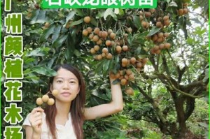 龙眼开花结果全过程详解（从花期到成熟，探秘龙眼的生长过程）