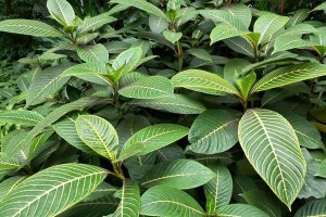 广东适宜种植的植物（探究广东气候和土壤特点，推荐适合种植的优质植物）