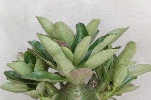 沙漠玫瑰的肥料需求与施肥技巧（打造漂亮的沙漠玫瑰，从肥料开始）