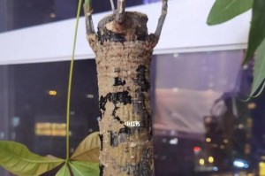 发财树不长叶子的原因及解决方法（如何让发财树长出更多的叶子？——一份详细指南）