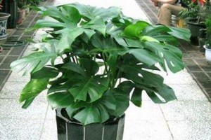 如何选择适合放在酒吧台的花？（风水大师教你八大宜忌）