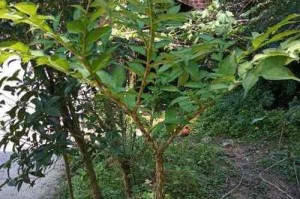 魔芋的生长环境及适宜种植条件（寻找魔芋生长的乐土，培育高产魔芋新技术）