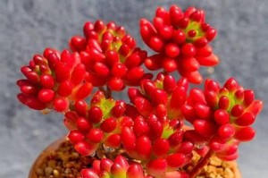 虹之玉水培指南（如何在家用水培方法种植虹之玉）