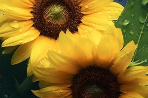 一路欢歌——乐观花语的探寻（用花语传递积极心态，让生活充满阳光）