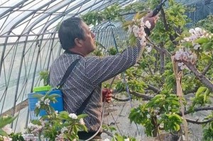 大樱桃的生长过程与开花结果（从开花到结果，详细介绍大樱桃的生长过程）