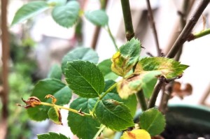 探究茶梅叶子枯萎的原因及防治方法（茶梅叶子枯萎的症状和影响以及保护茶梅的关键措施）