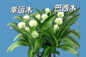 巴西木，天门冬科植物中的珍品（探寻巴西木的生长环境、特性及用途）