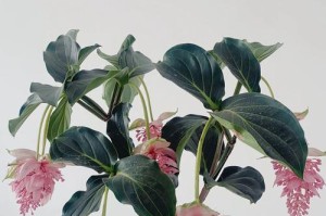 宝莲灯花叶发黑的原因及处理方法（揭秘宝莲灯花叶发黑的真相，轻松解决花叶发黑问题）