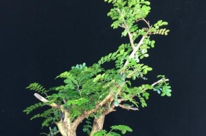 清香木盆景的养护方法与注意事项（做好清香木盆景的生活细节，让其更加健康茁壮）