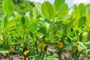 东北花生种植全攻略（时间、方法、注意事项一网打尽）
