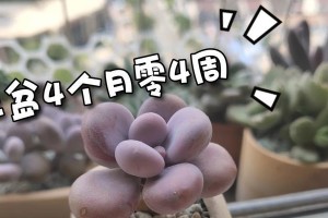熊童子盆栽的养护技巧（掌握正确的浇水时间与方法，让熊童子盆栽长得更加茂盛）
