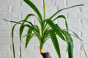 火炬花的浇水方法剖析（一次性了解火炬花的生长习性及浇水技巧）