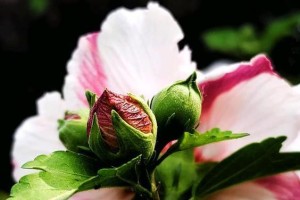 四季常青的木槿花——一年四季开花的奇迹