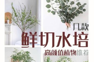 尤加利的种植与养护（打造健康美观的尤加利）