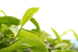 家庭种茶，美好生活（家里也能种茶树，享受自己的茶香）
