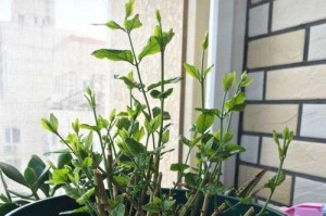 如何科学养护茉丽冬天？（茉丽冬天怎样浇水、修剪和施肥？）
