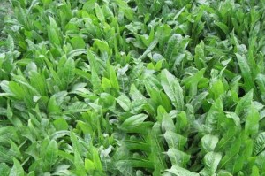 菊苣种植全指南（从播种到收割，轻松掌握）
