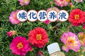 屁股花徒长，别被它害怕！（如何应对屁股花长势失控，培养一株健康的屁股花）