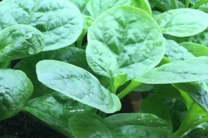 木耳菜的根茎能否食用？（探究木耳菜根茎的营养价值和食用方法）