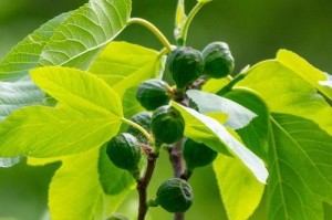 探秘无花果的果实类型（揭开无花果的奥秘——从果实类型来看）