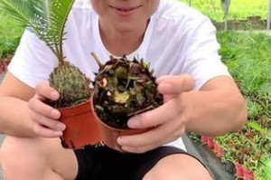 多头铁树的制作与切割处理方法（从原材料到切割处理，打造多头铁树的全过程）