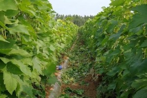 金手指葡萄的种植与适应区域（解读金手指葡萄的生长环境与种植要点）