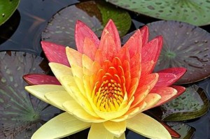 公园绿化花卉品种的选择与种植（以多样性为基础的景观美化设计）