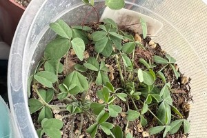 醋浆草叶子斑点之谜（揭秘醋浆草叶子上的斑点形成原因及防治方法）