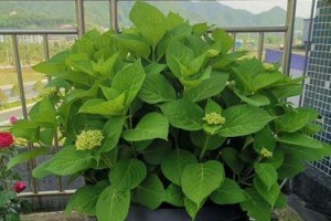 加仑盆适合种什么植物？（探究适合种植于加仑盆的植物种类及养护方法）