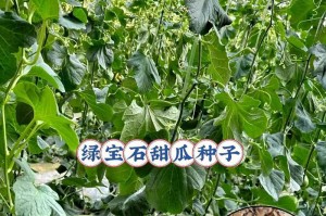 从哈密瓜籽到丰收（掌握哈密瓜种植技巧，轻松收获丰硕果实）