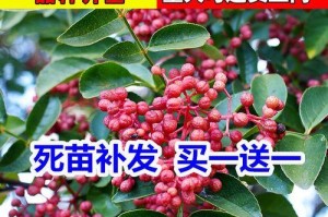 花椒树盆栽的种植与管理技术（打造家居绿色生活）